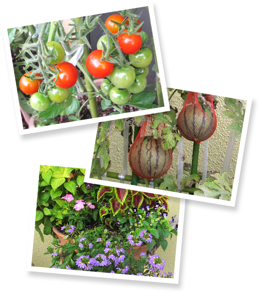 ガーデニング・家庭菜園